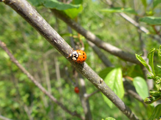 Asiatischer Marienkäfer, Harmonia axyridis
