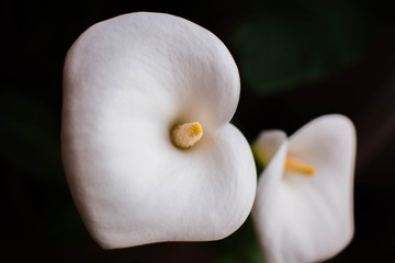 White flowers with black background
