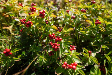 Landscape travel on the way to  the stone of the kjerag in the mountains kjeragbolten of Norway nature, mountains , the feeling of complete freedom 