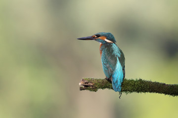 Kingfisher on the river