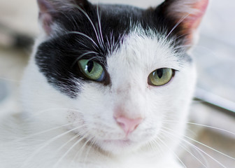 Black and white cat with one eye in focus