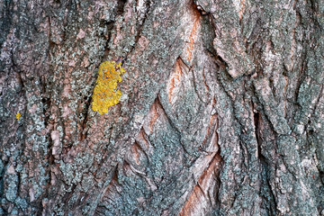 Texture of a bark of a tree close up