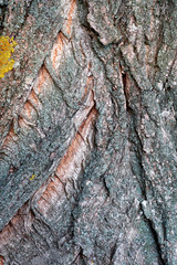 Texture of a bark of a tree close up