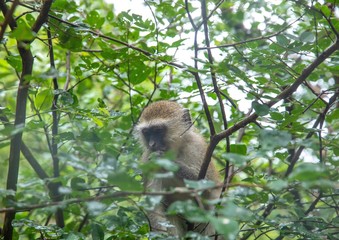 Monkey in a tree at Victoria Falls in Zimbabwe