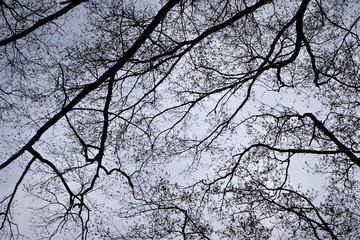 Silhouette of the branches of the tree on the cloudy sky in the early of spring time, GA USA.