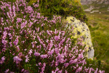 Fototapeta premium Landscape travel on the way to the stone of the kjerag in the mountains kjeragbolten of Norway nature, mountains , the feeling of complete freedom 