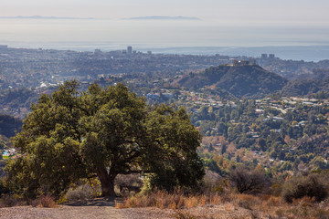 Beautiful tree on the top of Kenter Trail Hike overlooking West Los Angeles: Santa Monica, Venice,...