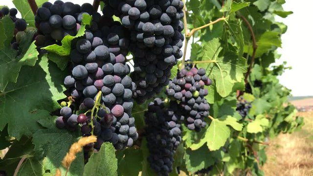 Dark purple grape with mat bloom and almost ripe berries in handsome bunches in among green leaves at vineyard farm, vine trunks in row at summer day with bright sunlight