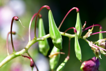 Obraz premium Impatiens glandulifera ,invasive species in many areas