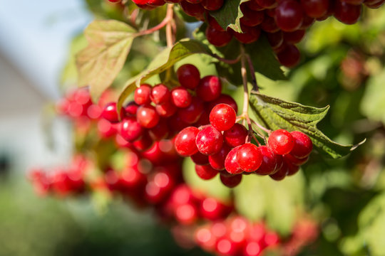 Closeup of Cranberry ripe on a bush. Authentic farm series.