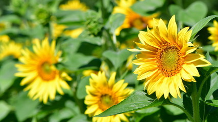 decorative sunflower on green background