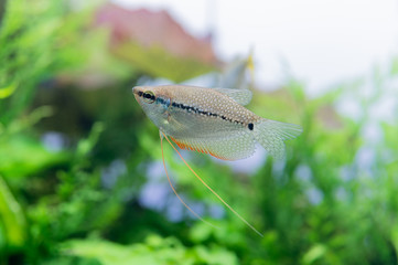 パールグラミー