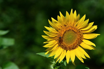 decorative sunflower on green background