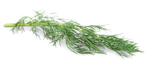Fennel / Dill Leaves