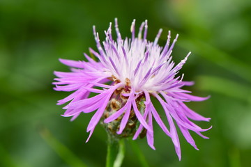 Obraz premium Centaurea phrygia wig knapweed 