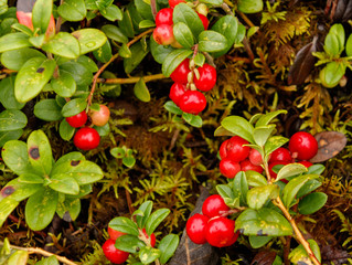 Season for lingonberry