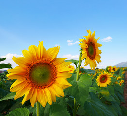 Summer concept, closeup bright yellow sunflowers in a field on a lovely bright blue sky day, hope and happiness concept, with copy space for text