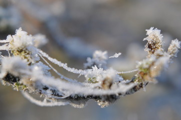 Eiskristalle im Winter