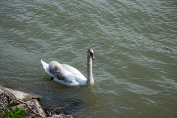White wild swan in Donau River