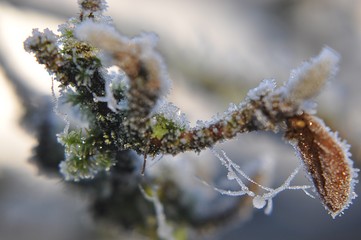 Eiskristalle im Winter