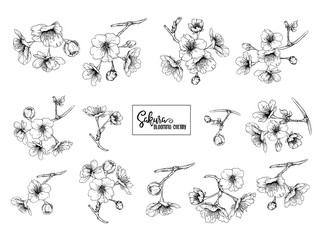 Set of blooming cherry japanese sakura. Stock vector illustration. Isolated on white background. Outline drawing.