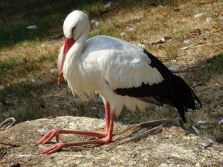 Sitzender Storch