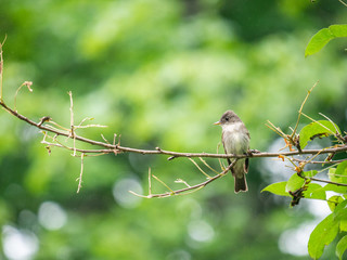 Obraz premium Eastern Wood-Pewee