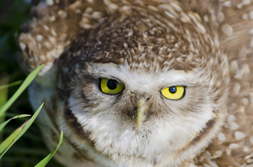 Pequeña lechuza cuidando el nido