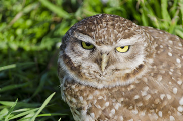Pequeña lechuza cuidando el nido