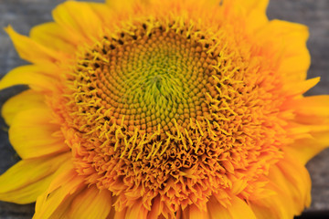 Sunflower. Close-up. Selective focus.