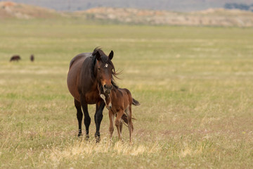 Wild Horse Mare and Foal