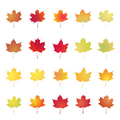 Set of colored maple leaves. Vector objects