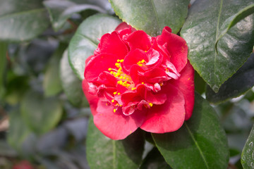 Camellia flower red