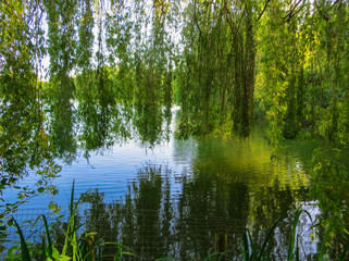 Willow branches bent over the green water of the lake