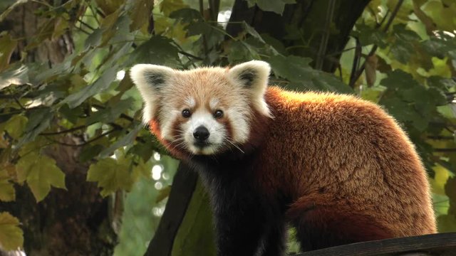 Red panda sitting on a tree. Resting. 4K, UHD, 50p,Panning,Closeup, 