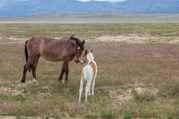 Fototapeta premium Wild Horse Mare and Foal