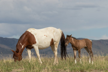 Wild Horse Mare and Foal