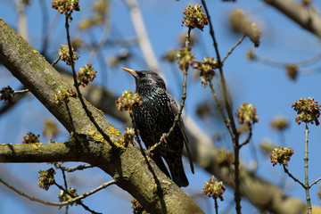 blackbird, bird in Poland