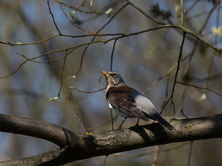 Kwiczoł Turdus pilaris fieldfare, bird in Poland