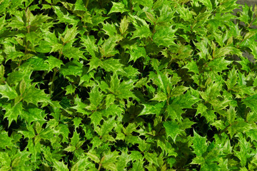 Bush of green spiked leaves - Shrubs growing in the garden