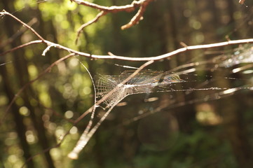 spider webs in the woods