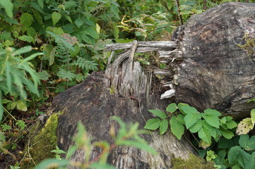 tree after beaver
