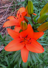 beautiful tender orange lily flowers, unusual shapes growing in the garden