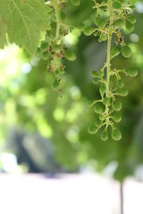 Uva Verde