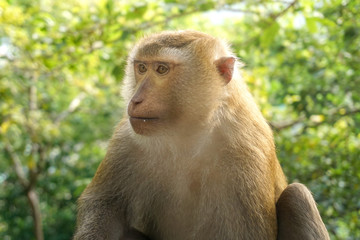 Monkey wildlife with blur background