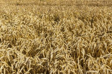 Wheat field on a sunny afternoon