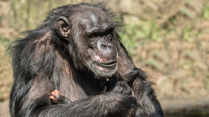 Portrait of mother Chimpanzee with her funny small baby