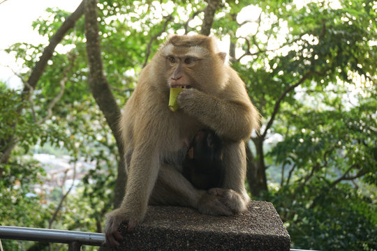 Monkey wildlife with blur background with new born