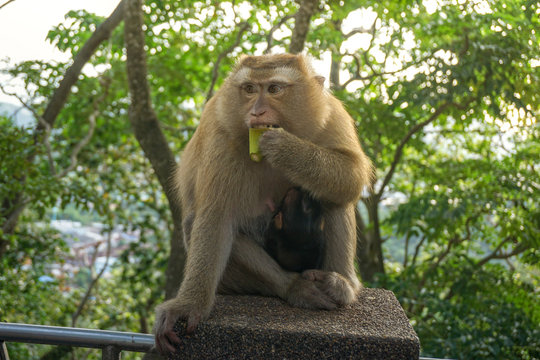 Monkey wildlife with blur background with new born