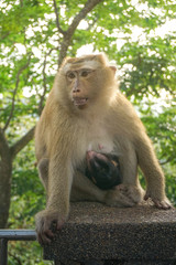 Monkey wildlife with blur background with new born